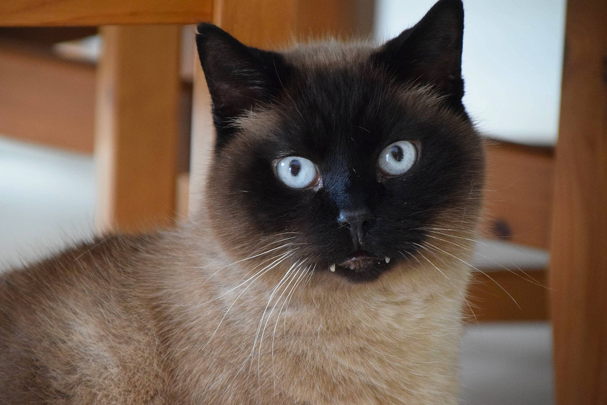 Pandore a rejoint le concours — aidez-le/la à gagner de superbes lots ! balinese, carnivore, cat, close_up, domestic_short_haired_cat, eye, fawn, felidae, fixture, fur, head, iris, siamese, small_to_medium_sized_cats, snout, terrestrial_animal, whiskers