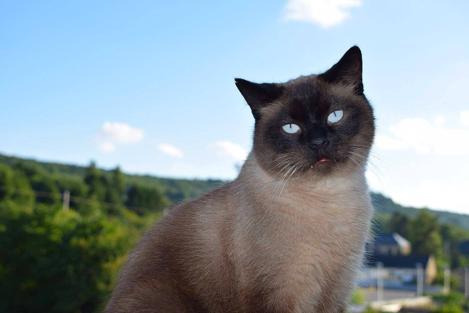 Pandore participe au concours pour gagner de l'argent avec cette photo : balinese, carnivore, cat, cloud, domestic_short_haired_cat, fawn, felidae, fur, grass, plant, siamese, sky, small_to_medium_sized_cats, snout, tail, terrestrial_animal, tree, water, whiskers, wildlife