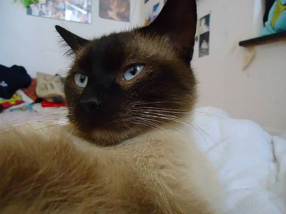 Pandore a rejoint le concours — aidez-le/la à gagner de superbes lots ! balinese, carnivore, cat, eye, fawn, felidae, fur, siamese, small_to_medium_sized_cats, snout, terrestrial_animal, thai, whiskers, window