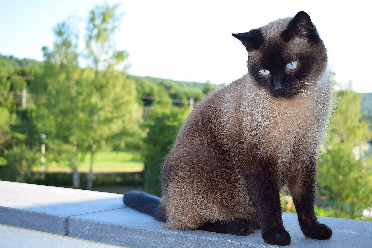 Pandore participe au concours pour gagner de l'argent avec cette photo : birman, carnivore, cat, domestic_short_haired_cat, fawn, felidae, fur, grass, plant, siamese, sky, small_to_medium_sized_cats, snout, tail, terrestrial_animal, tree, whiskers, wildlife, windshield