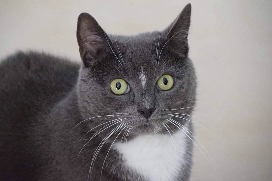 Shadow a rejoint le concours — aidez-le/la à gagner de superbes lots ! carnivore, cat, domestic_short_haired_cat, ear, eye, felidae, fur, grey, hair, head, human_body, monochrome, monochrome_photography, small_to_medium_sized_cats, snout, terrestrial_animal, whiskers