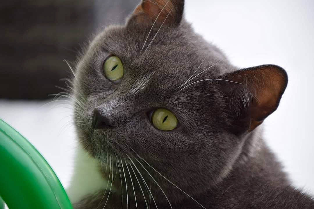 Shadow a rejoint le concours — aidez-le/la à gagner de superbes lots ! carnivore, cat, close_up, domestic_short_haired_cat, ear, eye, felidae, fur, russian_blue, small_to_medium_sized_cats, terrestrial_animal, whiskers