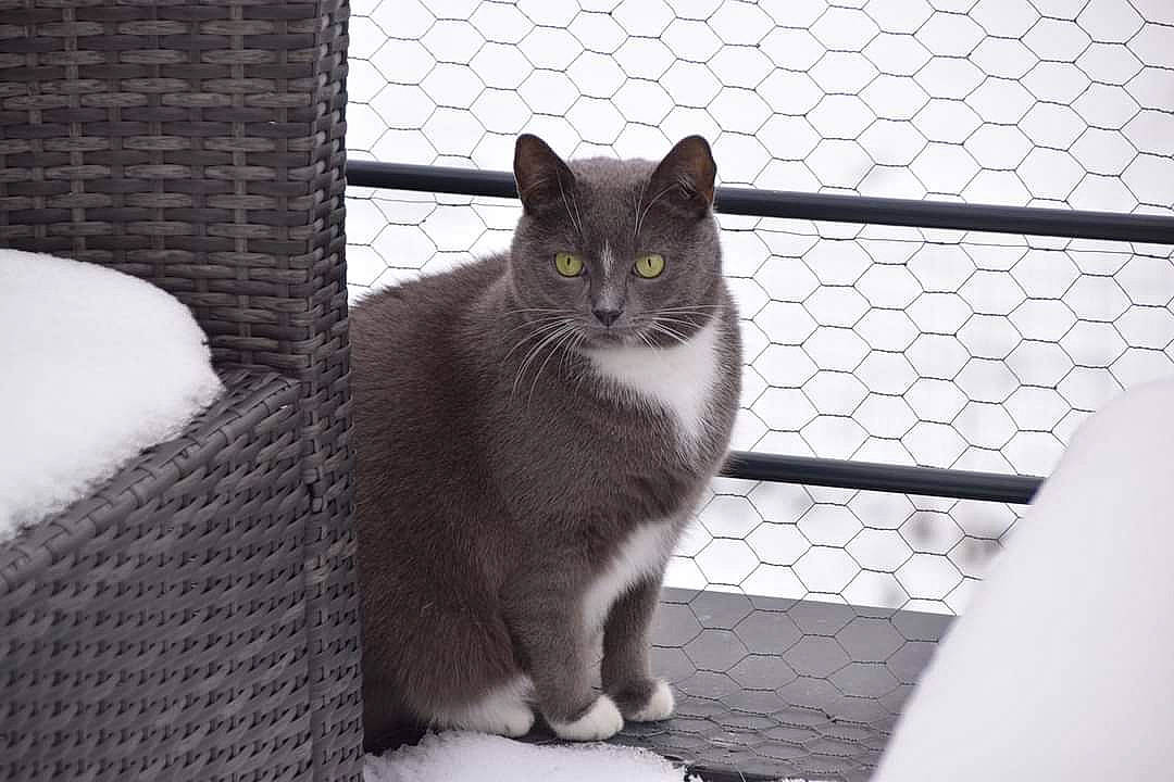 Shadow a rejoint le concours — aidez-le/la à gagner de superbes lots ! black_cat, carnivore, cat, domestic_short_haired_cat, eye, felidae, fence, fur, grey, line, mesh, monochrome_photography, pattern, sitting, small_to_medium_sized_cats, snout, tail, whiskers, window, wire_fencing