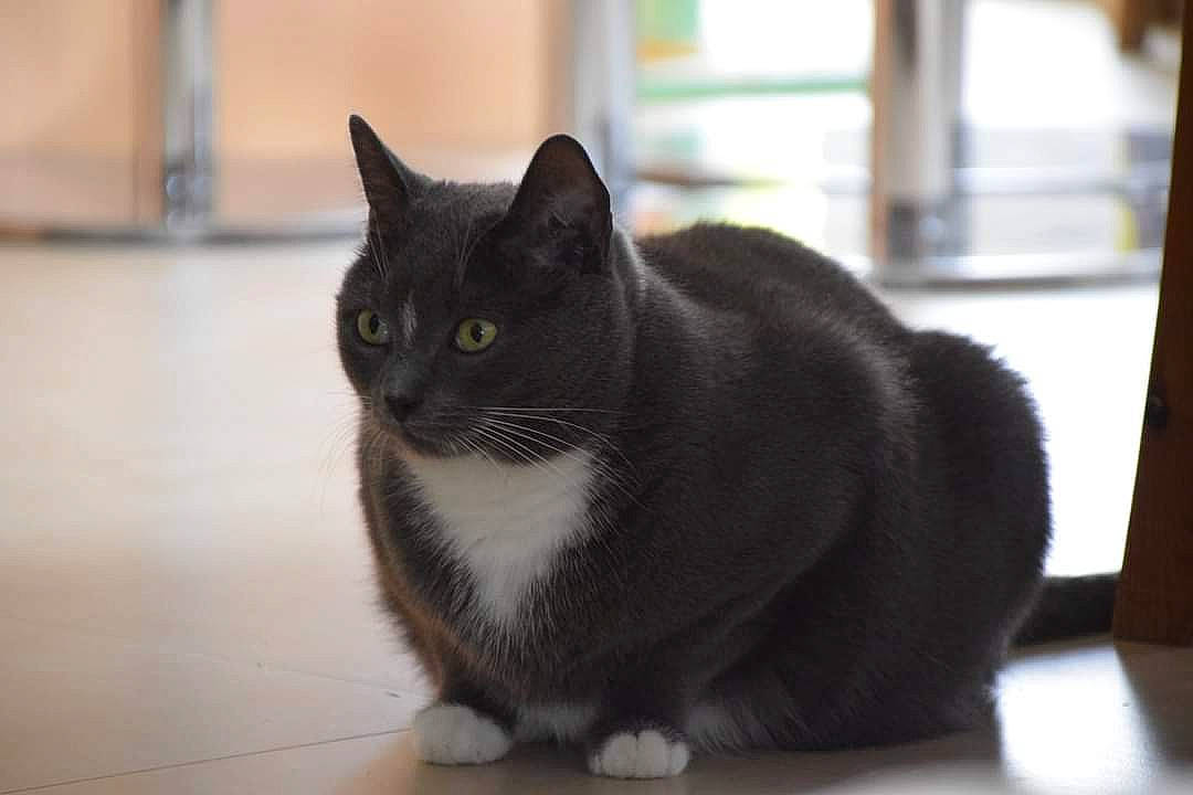 Shadow a rejoint le concours — aidez-le/la à gagner de superbes lots ! carnivore, cat, domestic_short_haired_cat, felidae, flooring, fur, grey, monochrome_photography, paw, room, small_to_medium_sized_cats, snout, tail, whiskers, wood