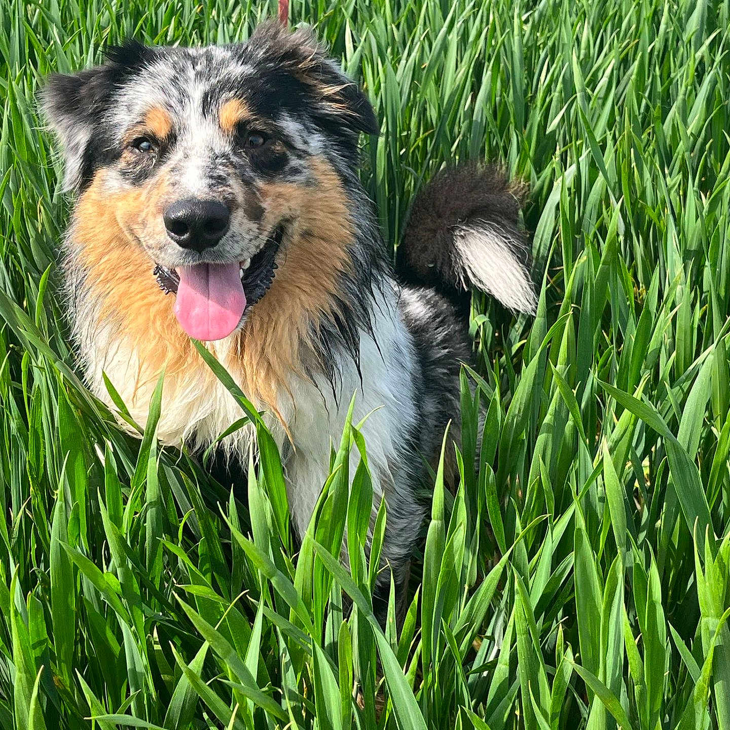 Vasco participe au concours pour gagner de l'argent avec cette photo : animal, ball, canine, dog, field, football, grass, grassland, green, herbal, herbs, lawn, nature, outdoors, pet, plant, puppy, soccer, soccerball, sport