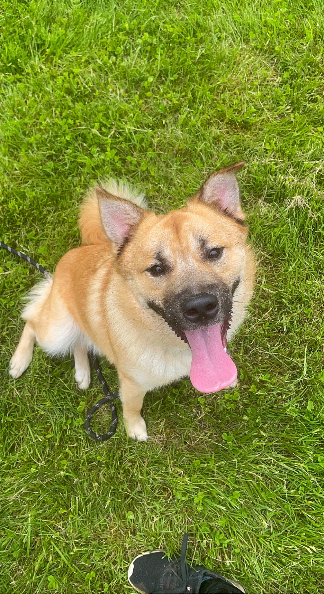 Momo is registered to the contest to win money with this photo: ancient_dog_breeds, canidae, carnivore, companion_dog, dog, dog_breed, fang, fawn, grass, herding_dog, non_sporting_group, plant, snout, sporting_group, working_animal, working_dog