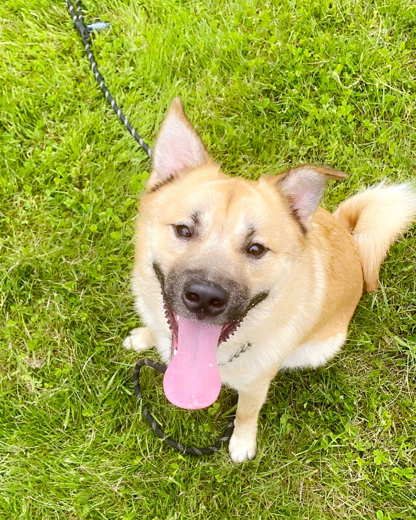 Momo joined the competition — help win amazing prizes! ancient_dog_breeds, carnivore, clock, collar, companion_dog, dog, dog_breed, dog_collar, fang, fawn, grass, herding_dog, leash, plant, sporting_group, tail, tracking_trial, whiskers, working_animal, working_dog