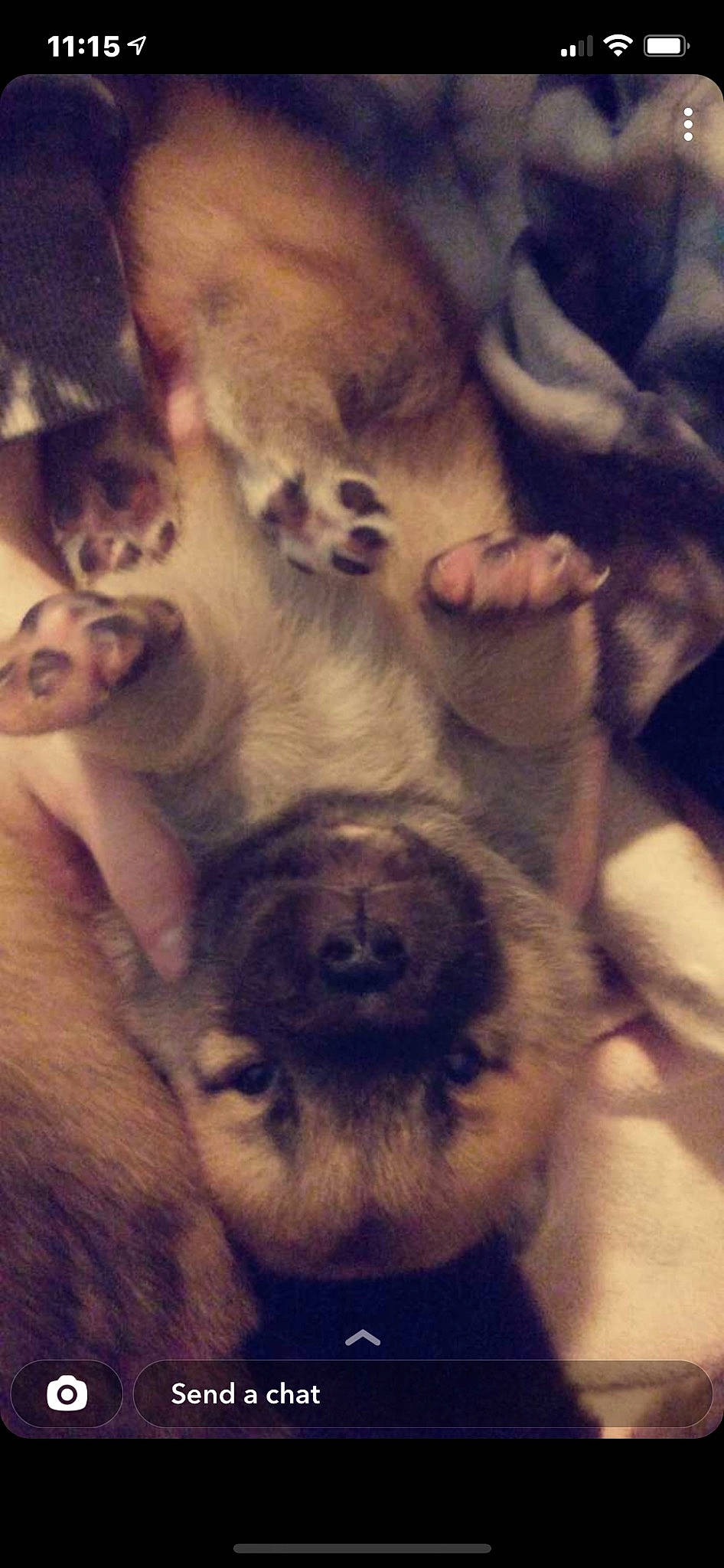 Momo is registered to the contest to win money with this photo: canidae, carnivore, cloud, comfort, companion_dog, dog, dog_breed, ear, fawn, flesh, fur, jaw, meteorological_phenomenon, paw, puppy_love, sky, snout, sporting_group, whiskers, working_animal