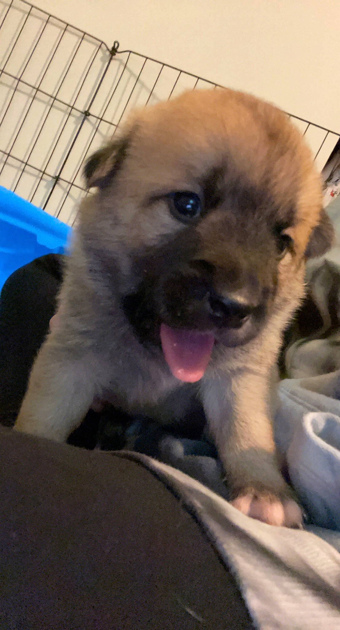 Momo joined the competition — help win amazing prizes! ancient_dog_breeds, carnivore, companion_dog, dog, dog_breed, fur, german_spitz, german_spitz_klein, german_spitz_mittel, paw, pomeranian, puppy_love, smile, snout, spitz, sporting_group, terrestrial_animal, toy_dog, whiskers, working_animal