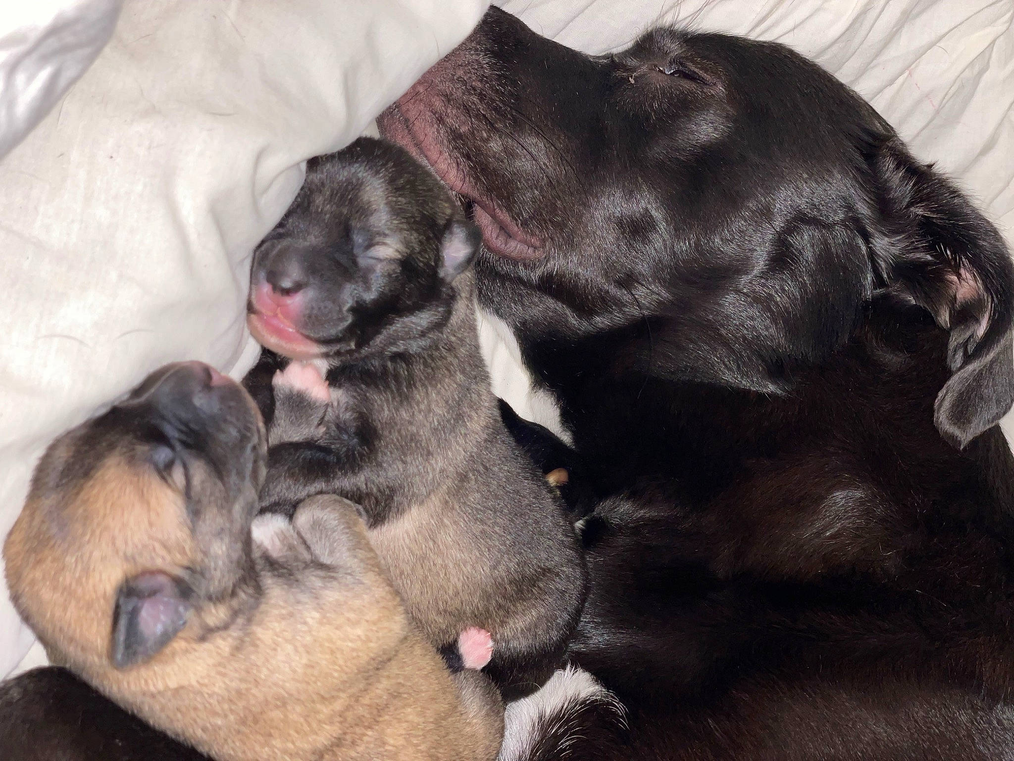 Macey joined the competition — help win amazing prizes! carnivore, comfort, companion_dog, dog, dog_breed, dog_supply, fur, grey, liver, paw, snout, sporting_group, terrestrial_animal, working_animal