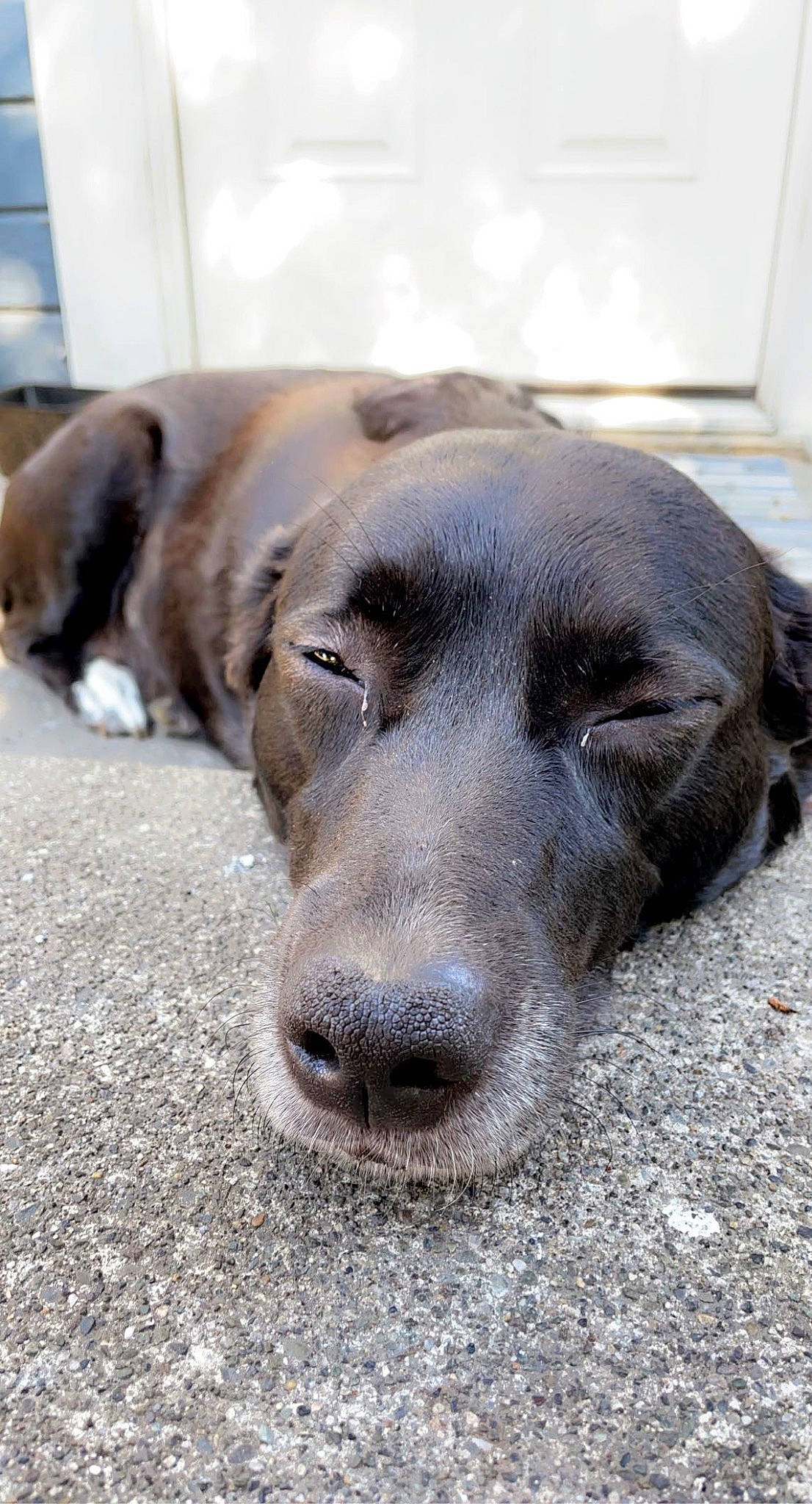 Macey joined the competition — help win amazing prizes! canidae, carnivore, companion_dog, dog, dog_breed, fawn, fur, guard_dog, hunting_dog, liver, paw, retriever, snout, sporting_group, street_dog, terrestrial_animal, whiskers, working_animal, working_dog