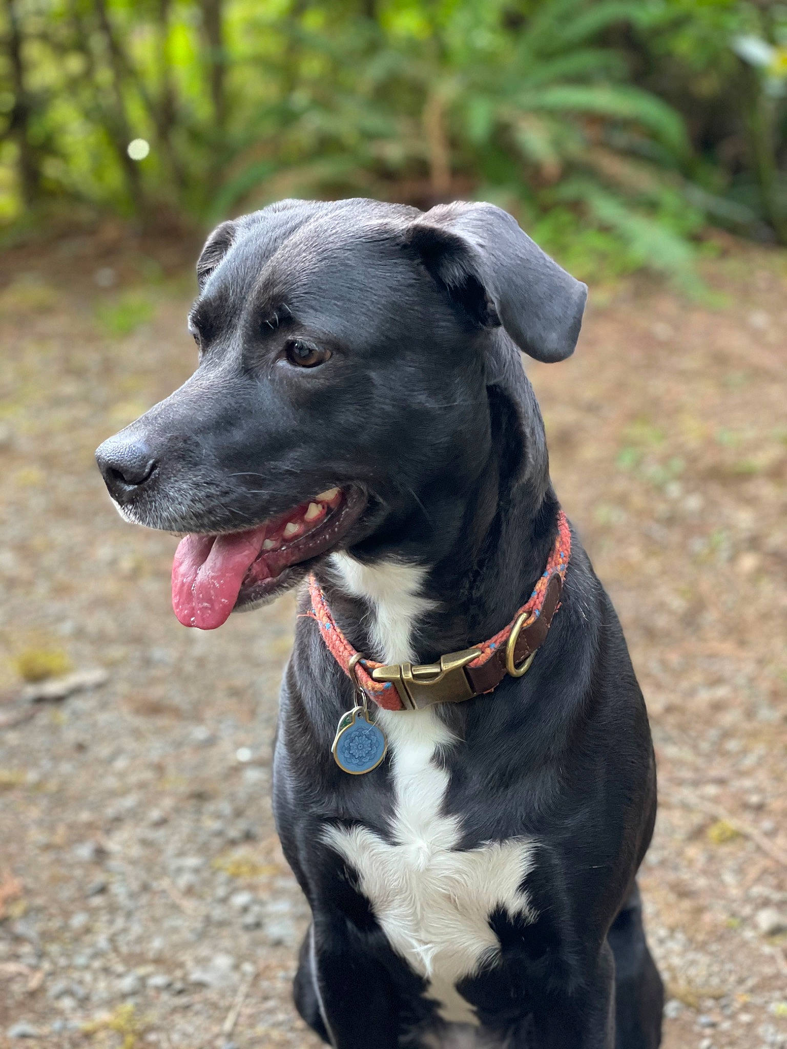 Macey is registered to the contest to win money with this photo: canidae, carnivore, collar, companion_dog, dog, dog_breed, dog_collar, dog_supply, fashion_accessory, fawn, grass, leash, personal_protective_equipment, pet_supply, plant, snout, sporting_group, tree, whiskers, working_animal