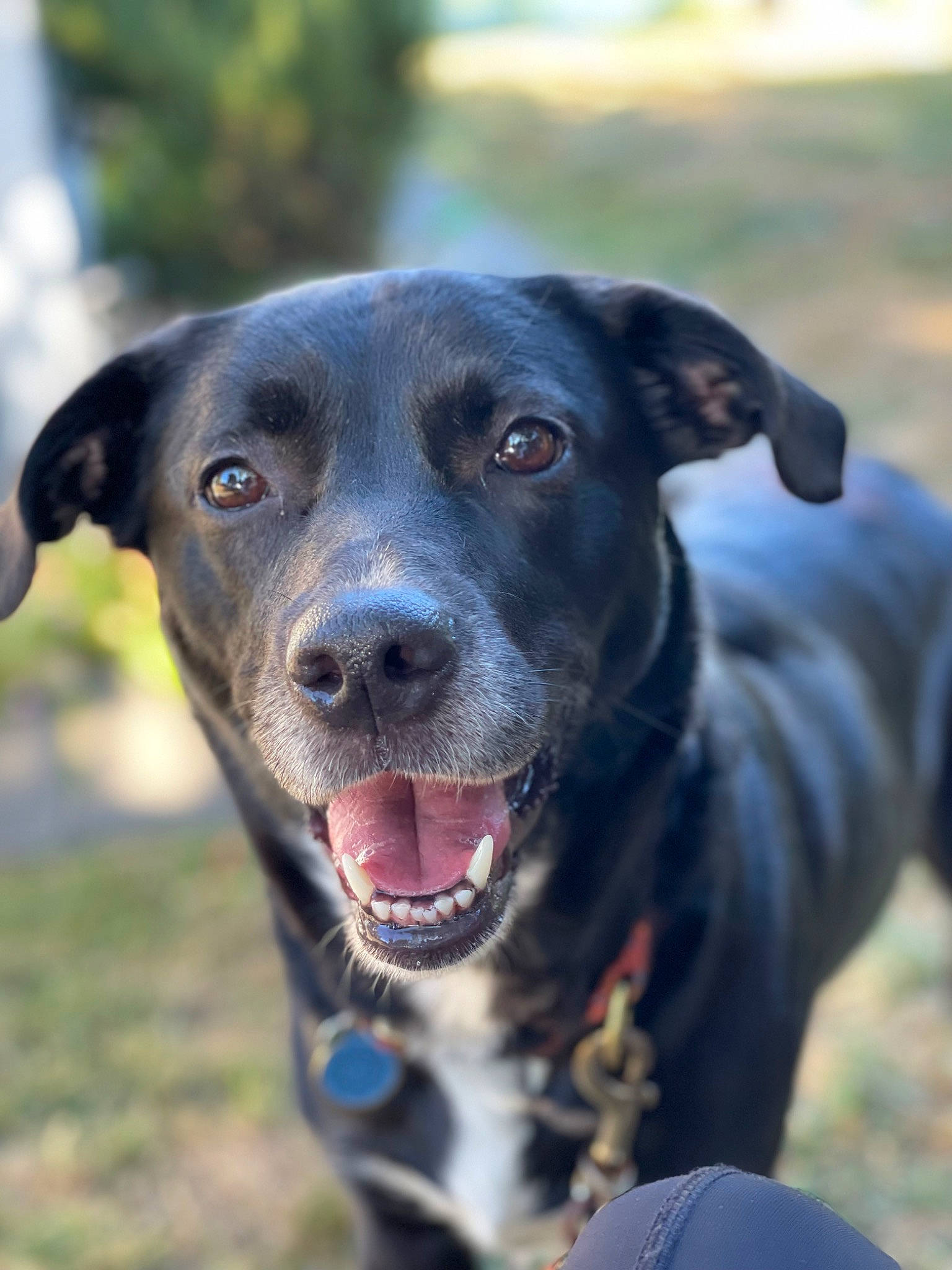 Macey is registered to the contest to win money with this photo: borador, canidae, carnivore, collar, companion_dog, dog, dog_breed, dog_collar, electric_blue, fawn, grass, guard_dog, gun_dog, leash, plant, snout, sporting_group, whiskers, working_animal, working_dog