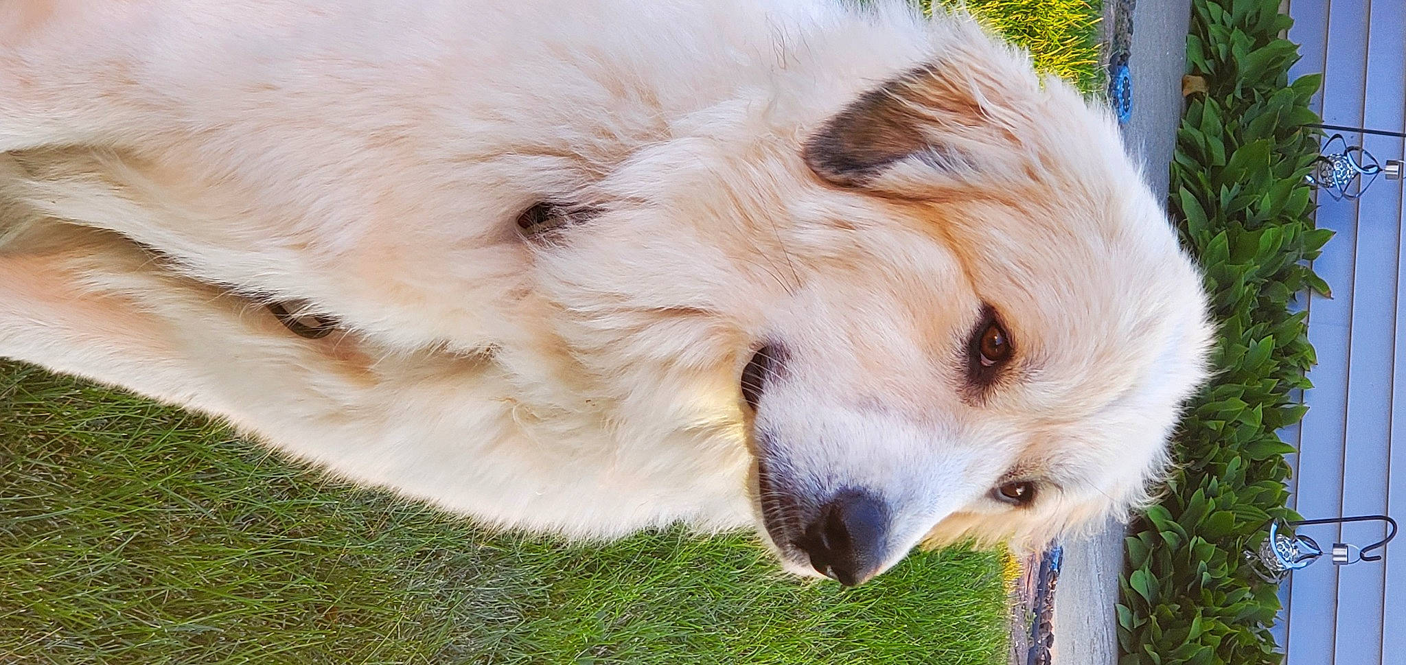 Charlie Girl is registered to the contest to win money with this photo: ancient_dog_breeds, canidae, carnivore, companion_dog, dog, dog_breed, fawn, fur, grass, herding_dog, plant, sporting_group, terrestrial_animal, volpino_italiano, whiskers, wildlife, working_dog