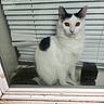 Eva joined the competition — help win amazing prizes! cat, white_cat, black_patches, window, glass, blinds, indoor, pet, animal, curious, sitting, looking_outside, feline, whiskers, ears, eyes, nose, reflection, quiet, house