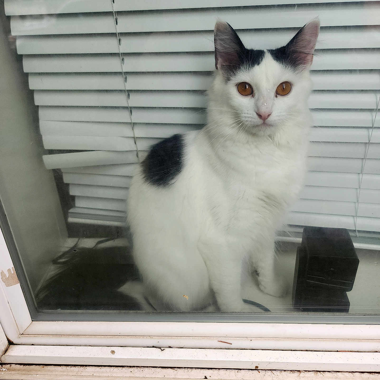 Eva joined the competition — help win amazing prizes! cat, white_cat, black_patches, window, glass, blinds, indoor, pet, animal, curious, sitting, looking_outside, feline, whiskers, ears, eyes, nose, reflection, quiet, house