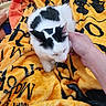 Eva is registered to the contest to win money with this photo: cat, black_and_white, pet, hand, blanket, orange, pattern, cozy, indoor, fur, animal, resting, comfort, cute, domestic_cat, feline, soft, warm, relaxing, closeup