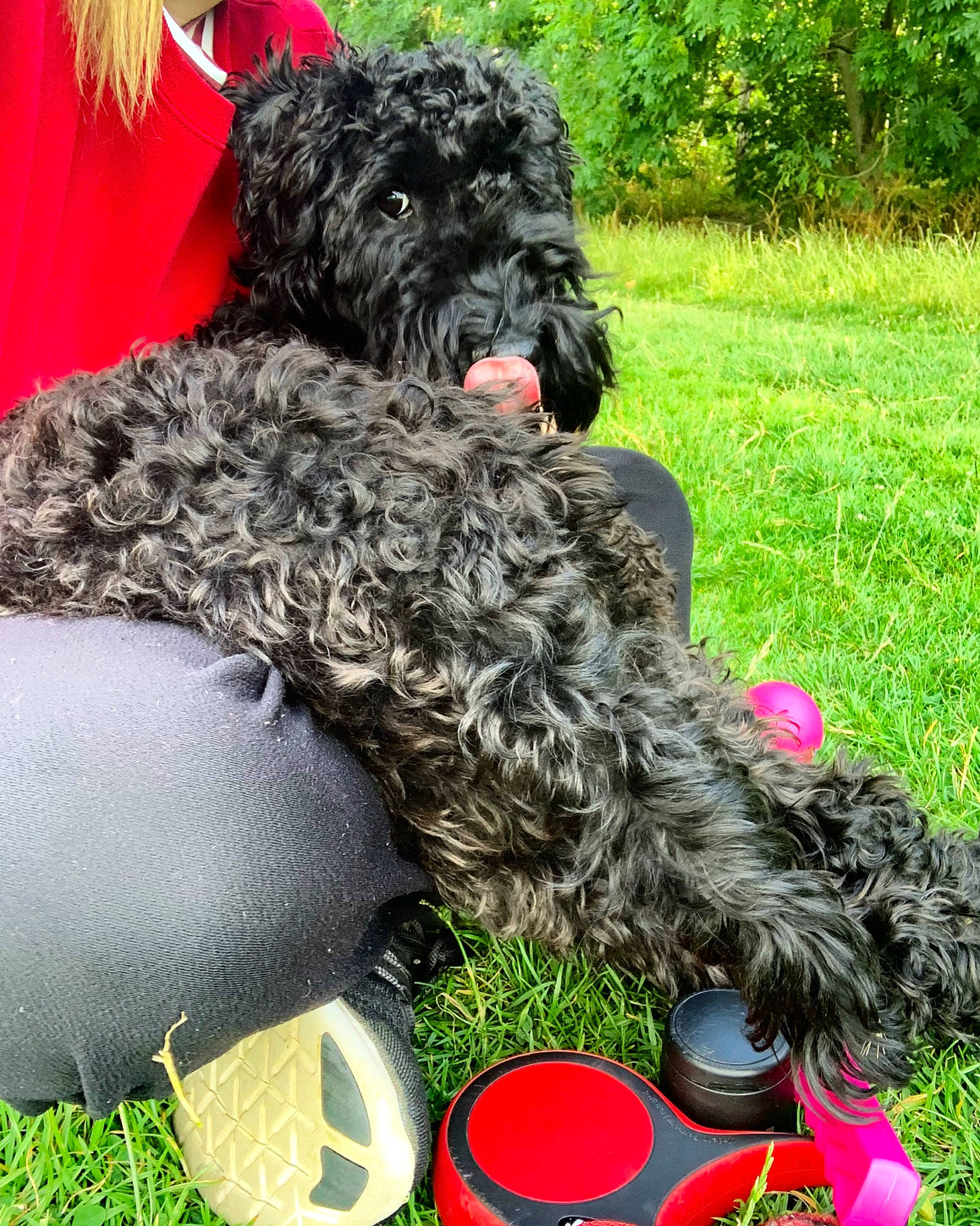 Penny joined the competition — help win amazing prizes! black_russian_terrier, bolonka, bouvier_des_flandres, canidae, carnivore, cockapoo, dog, dog_breed, labradoodle, mammal, portuguese_water_dog, rare_breed_dog, schnoodle, sporting_group, terrier, vertebrate