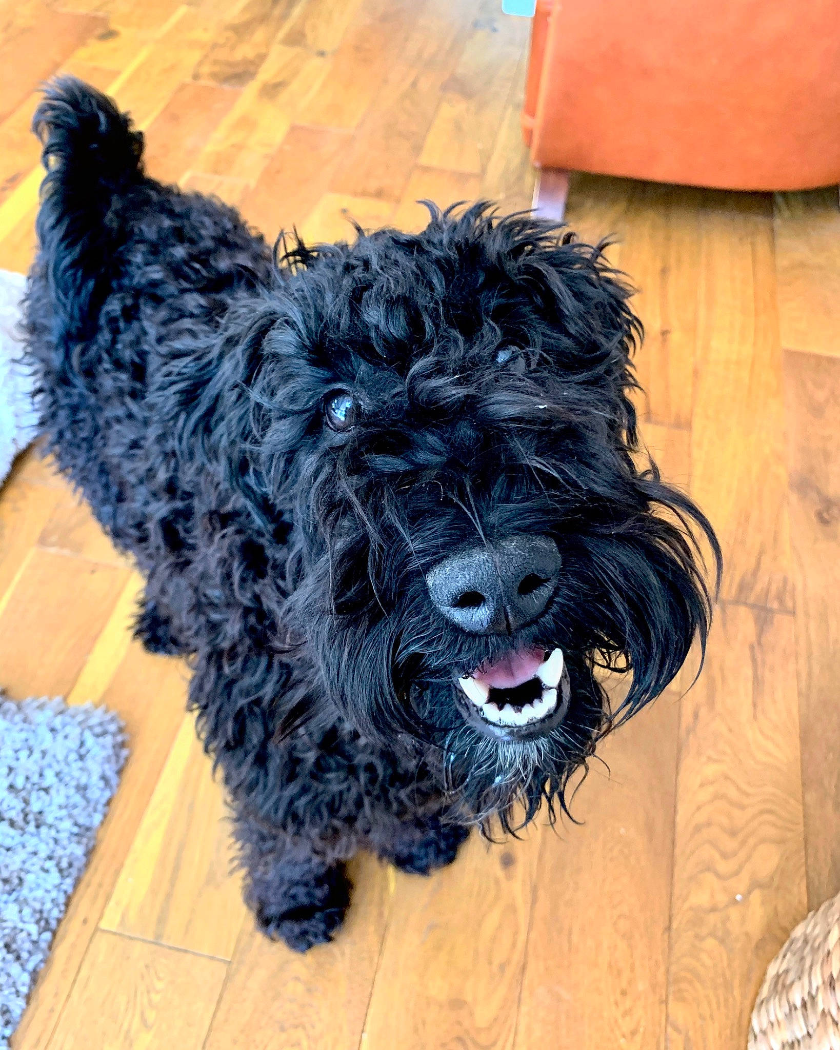 Penny joined the competition — help win amazing prizes! barbet, black_russian_terrier, bolonka, bouvier_des_flandres, briard, canidae, cao_da_serra_de_aires, carnivore, dog, dog_breed, kerry_blue_terrier, mammal, portuguese_water_dog, pumi, rare_breed_dog, schnoodle, spanish_water_dog, sporting_group, terrier, vertebrate