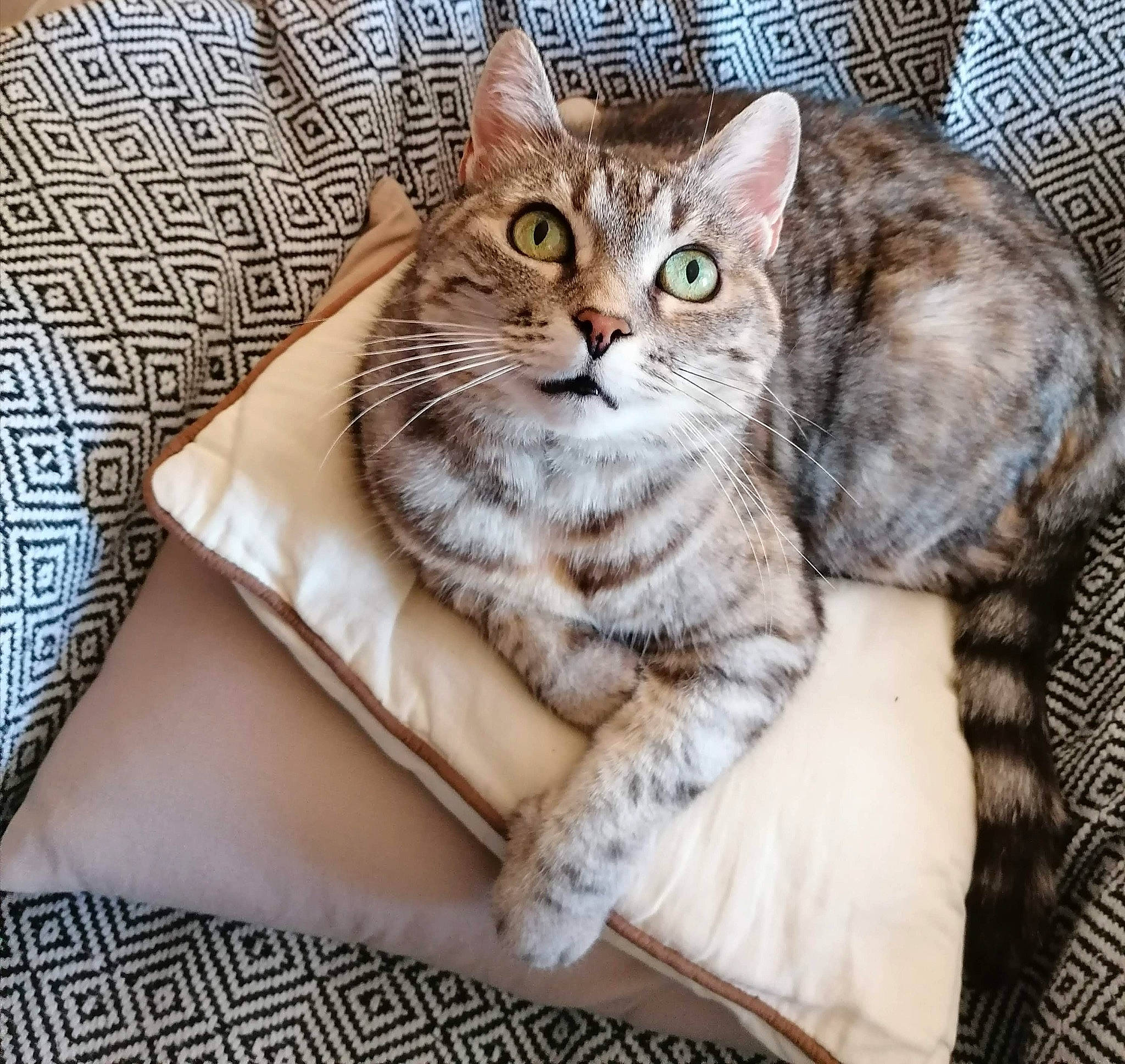 Nounette participe au concours pour gagner de l'argent avec cette photo : carnivore, cat, claw, comfort, couch, domestic_short_haired_cat, eye, felidae, fur, linens, pattern, paw, pet_supply, sitting, small_to_medium_sized_cats, tail, whiskers, window