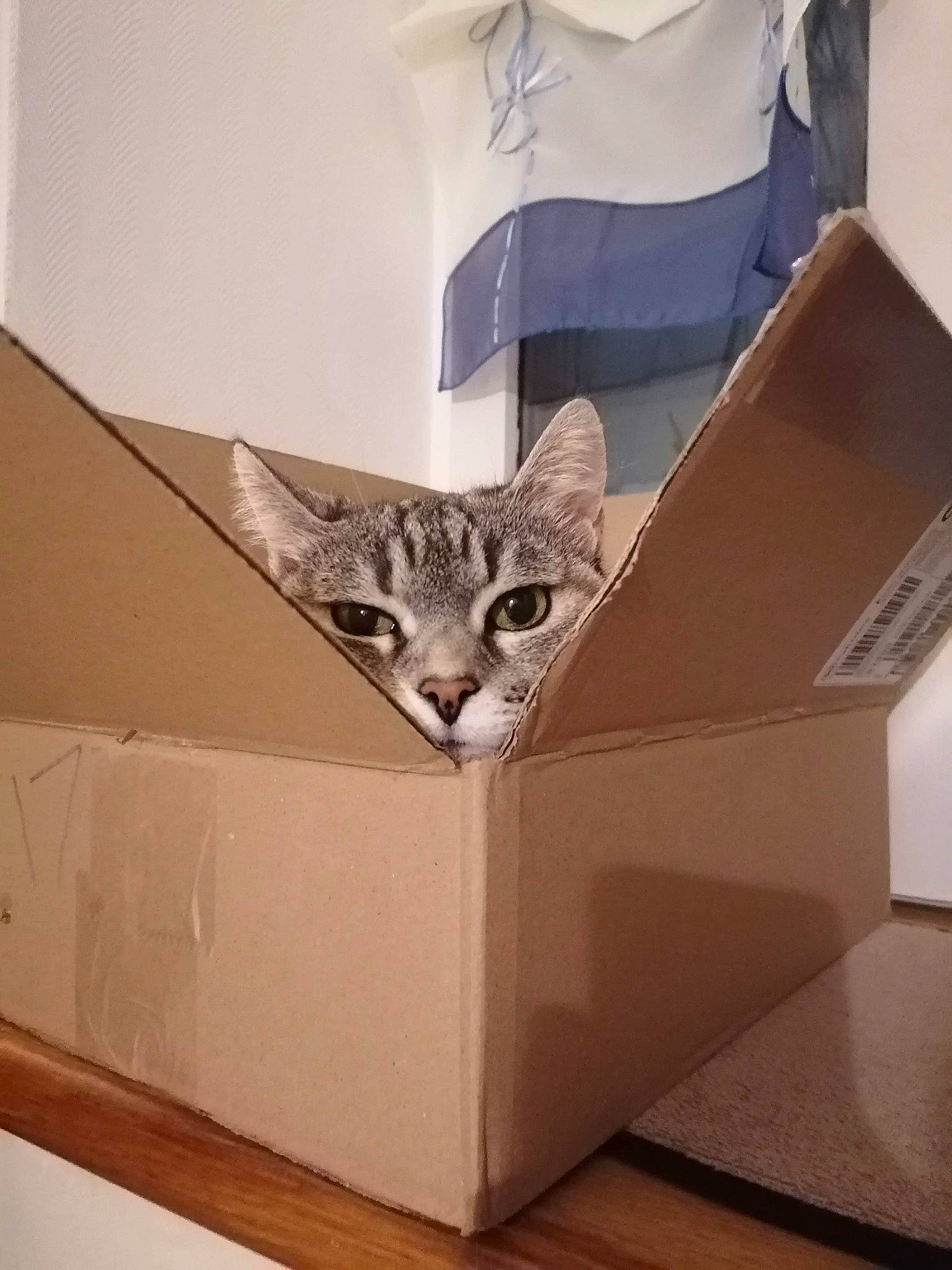 Nounette a rejoint le concours — aidez-le/la à gagner de superbes lots ! bed, box, cardboard, carnivore, carton, cat, design, domestic_short_haired_cat, felidae, flooring, material_property, metal, packaging_and_labeling, packing_materials, shipping_box, small_to_medium_sized_cats, stairs, tail, whiskers, wood