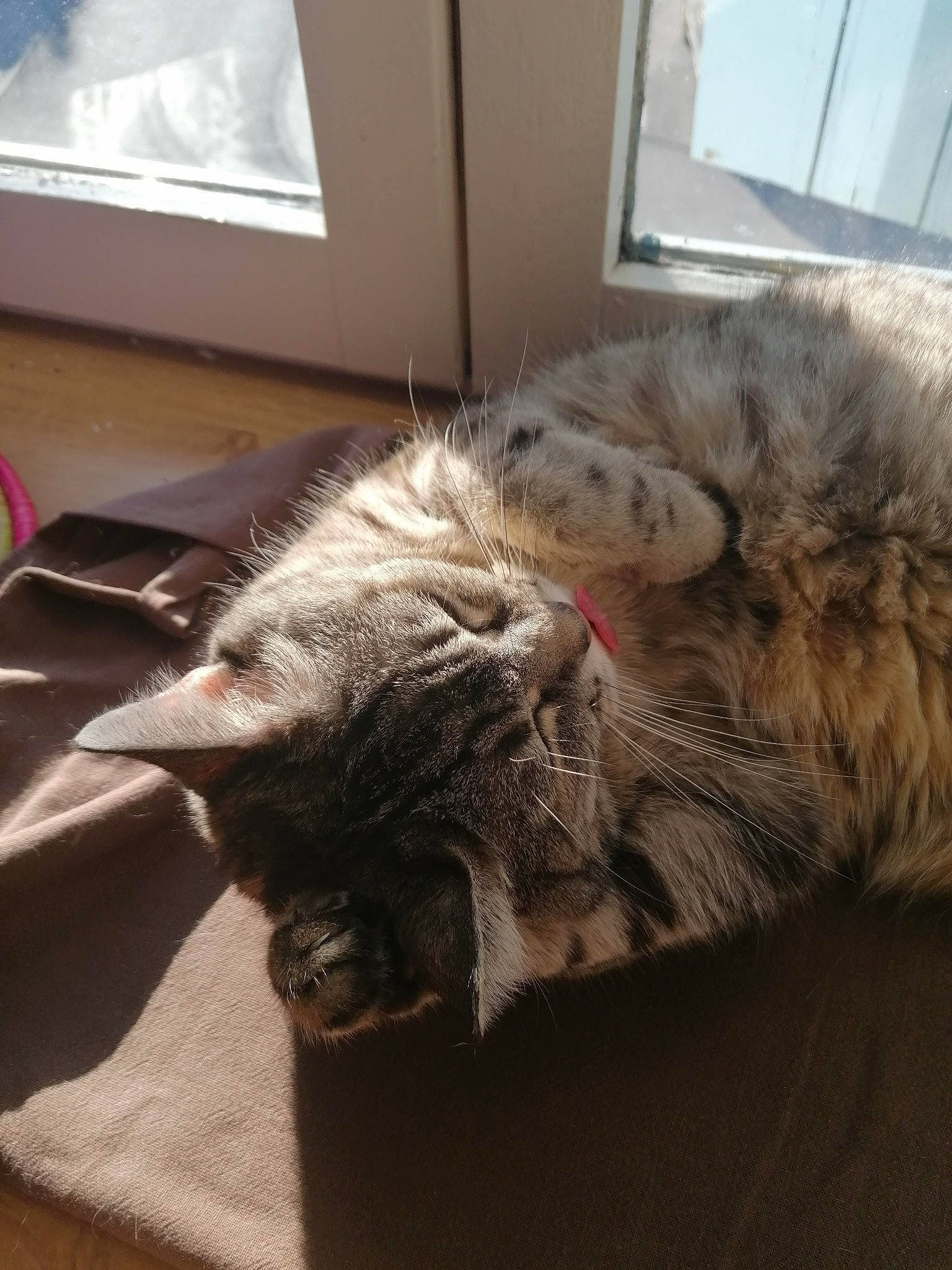 Nounette participe au concours pour gagner de l'argent avec cette photo : box, carnivore, cat, claw, comfort, domestic_short_haired_cat, felidae, flooring, fur, grey, hardwood, nap, paw, sleep, small_to_medium_sized_cats, snout, tail, whiskers, window, wood