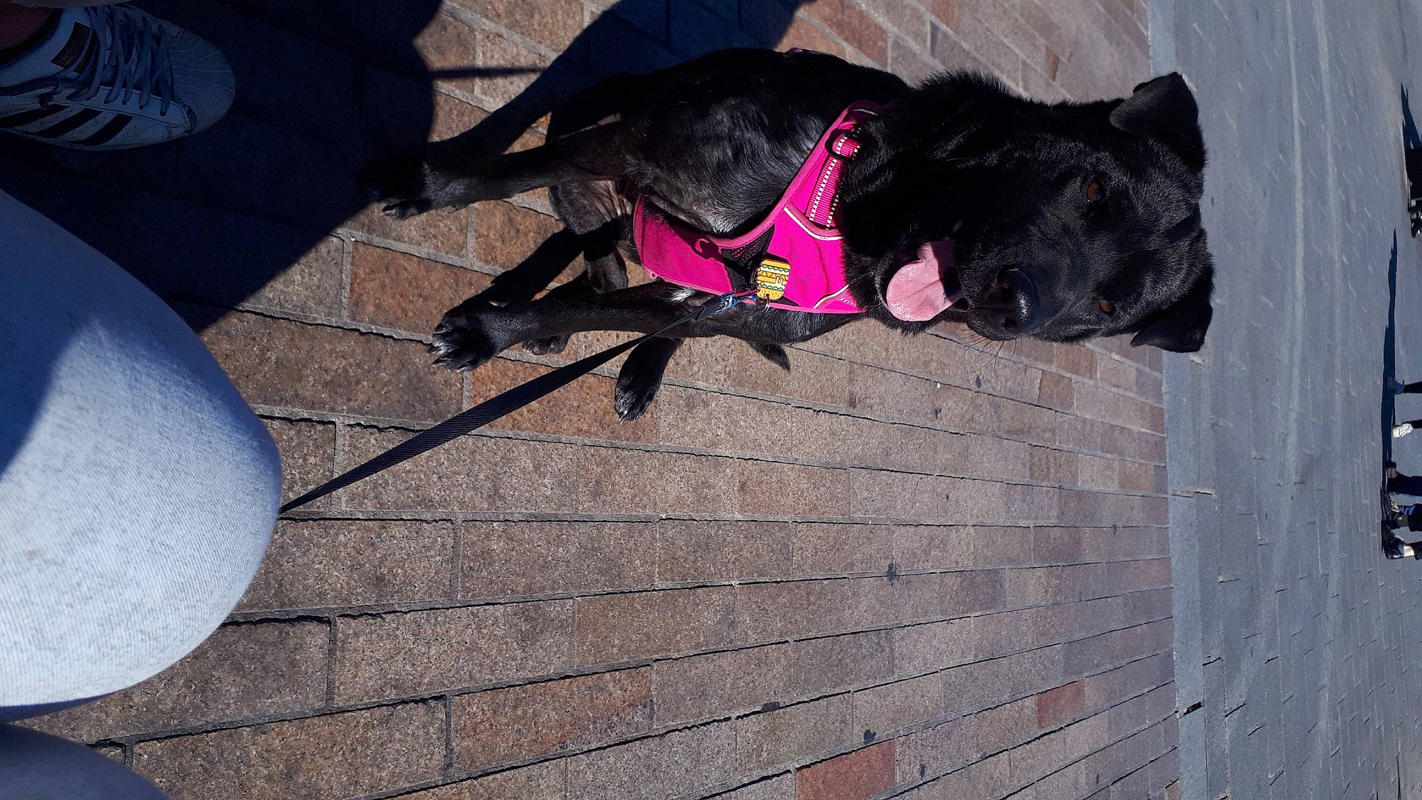 Louna a rejoint le concours — aidez-le/la à gagner de superbes lots ! brickwork, carmine, carnivore, concrete, dog, dog_breed, flooring, fur, grey, guard_dog, leash, magenta, mammal, road_surface, sculpture, shadow, sidewalk, tail, wood, working_animal