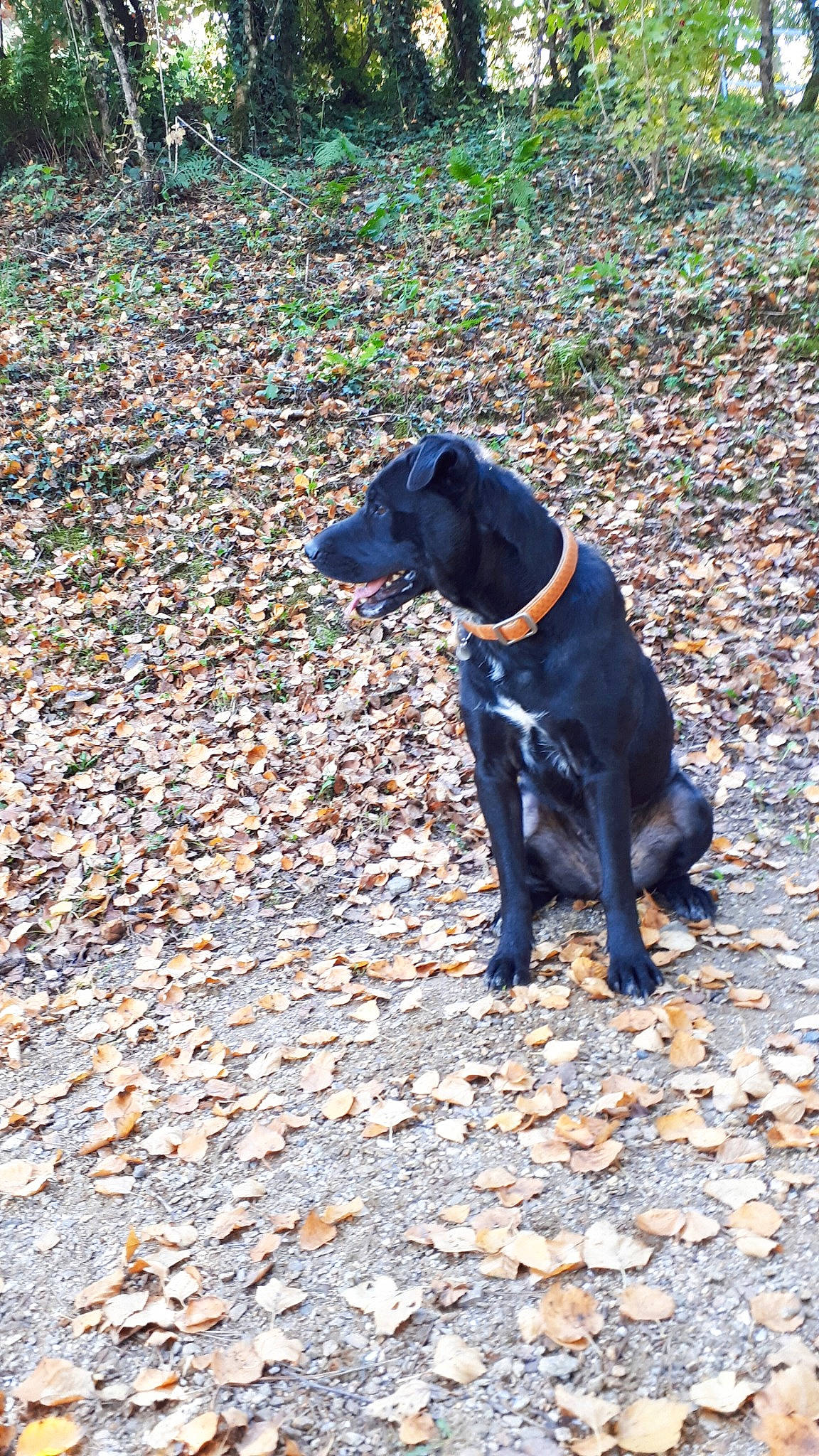 Louna participe au concours pour gagner de l'argent avec cette photo : adventure, borador, canidae, carnivore, collar, companion_dog, dog, dog_breed, dog_collar, electric_blue, guard_dog, gun_dog, leash, plant, road_surface, shadow, soil, tail, tar, working_animal