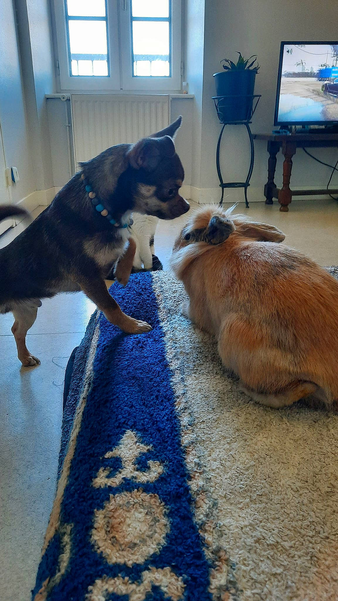 Aston participe au concours pour gagner de l'argent avec cette photo : blue, carnivore, comfort, companion_dog, dog, dog_breed, fawn, felidae, floor, flooring, fur, hardwood, houseplant, picture_frame, small_to_medium_sized_cats, snout, tail, television, tree, window