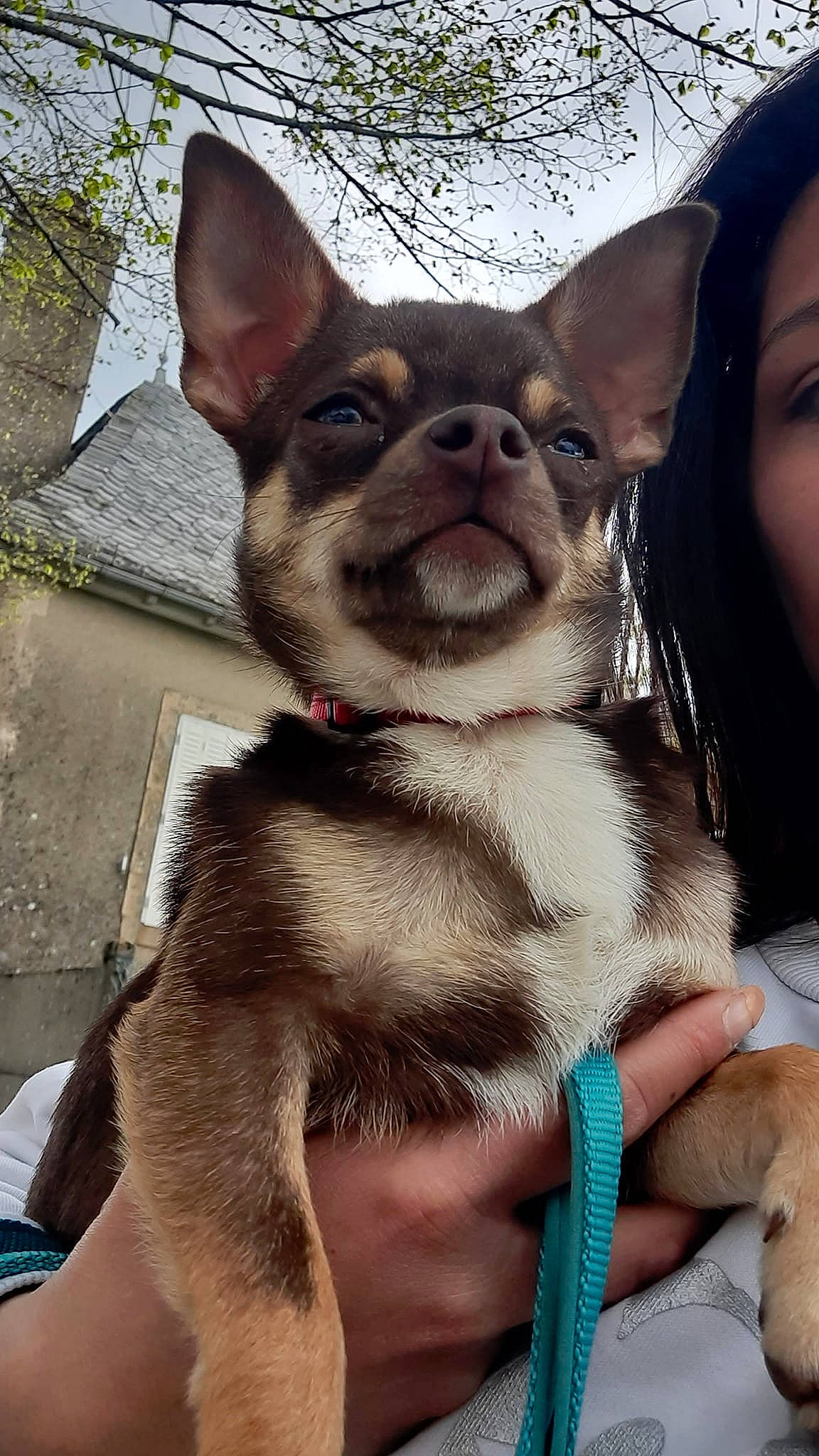 Aston participe au concours pour gagner de l'argent avec cette photo : canidae, carnivore, chihuahua, companion_dog, corgi_chihuahua, dog, dog_breed, ear, eye, fawn, fur, head, liver, sky, snout, sporting_group, terrestrial_animal, toy_dog, whiskers, working_animal