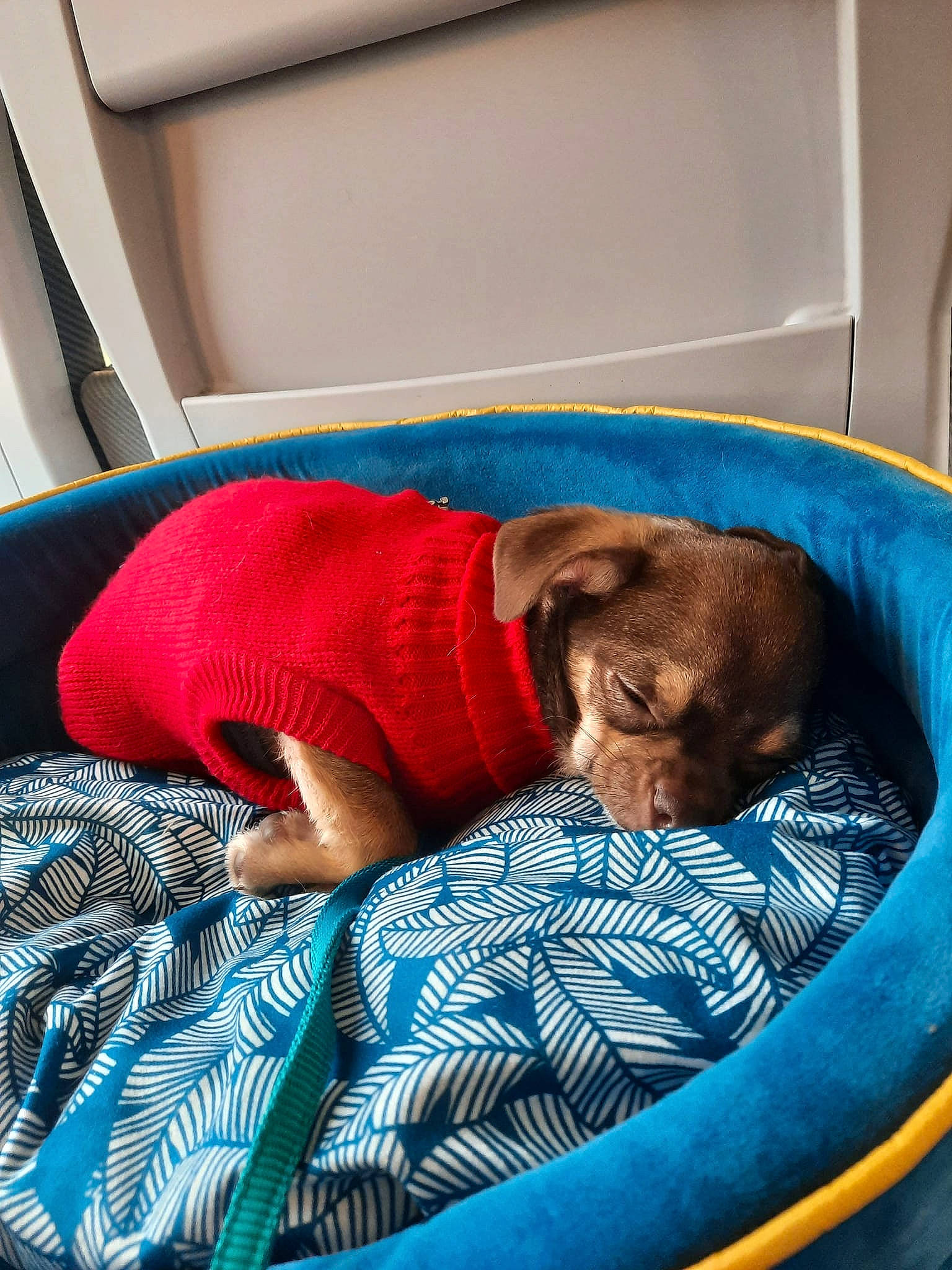 Aston a rejoint le concours — aidez-le/la à gagner de superbes lots ! bean_bag, blue, canidae, car_seat, carnivore, child, comfort, companion_dog, dog, dog_breed, dog_supply, electric_blue, felidae, linens, nap, pet_supply, room, small_to_medium_sized_cats, sporting_group, vehicle_door