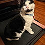 alert, animal, black_and_white, cat, collar, curious, cute, domestic, feline, flooring, furniture, household, indoor, mammal, pet, portrait, sitting, treadmill, whiskers, wood_floor