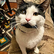 Cupcake Cooper is registered to the contest to win money with this photo: animal, background, black_and_white, cat, close_up, collar, couch, curious, cute, domestic_animal, feline, fur, household, indoor, looking_up, patterned_rug, pet, sitting, texture, whiskers