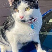 Cupcake Cooper is registered to the contest to win money with this photo: alert, animal, black_and_white, blue_surface, cat, close_up, collar, curious, domestic_cat, feline, fur, house_cat, outdoor, pet, pink_nose, portrait, sitting, sunlight, whiskers, yellow_eyes