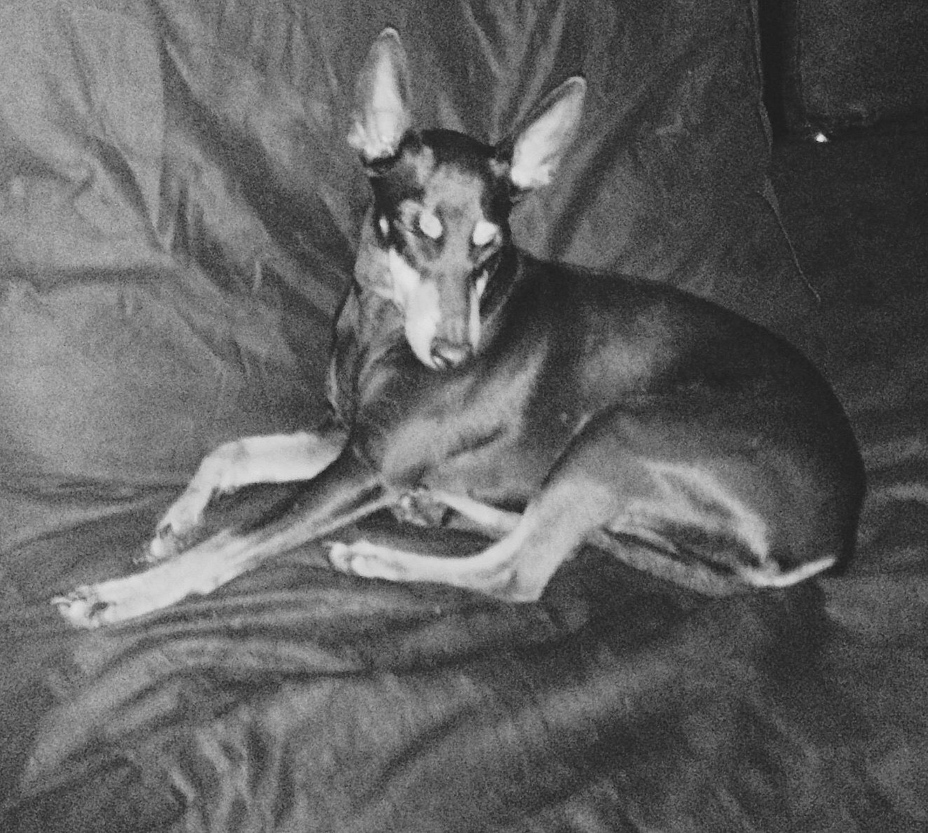 Kissy is registered to the contest to win money with this photo: art, canidae, carnivore, comfort, companion_dog, darkness, dog, dog_breed, grey, monochrome, monochrome_photography, sitting, still_life_photography, tail, terrestrial_animal, trunk