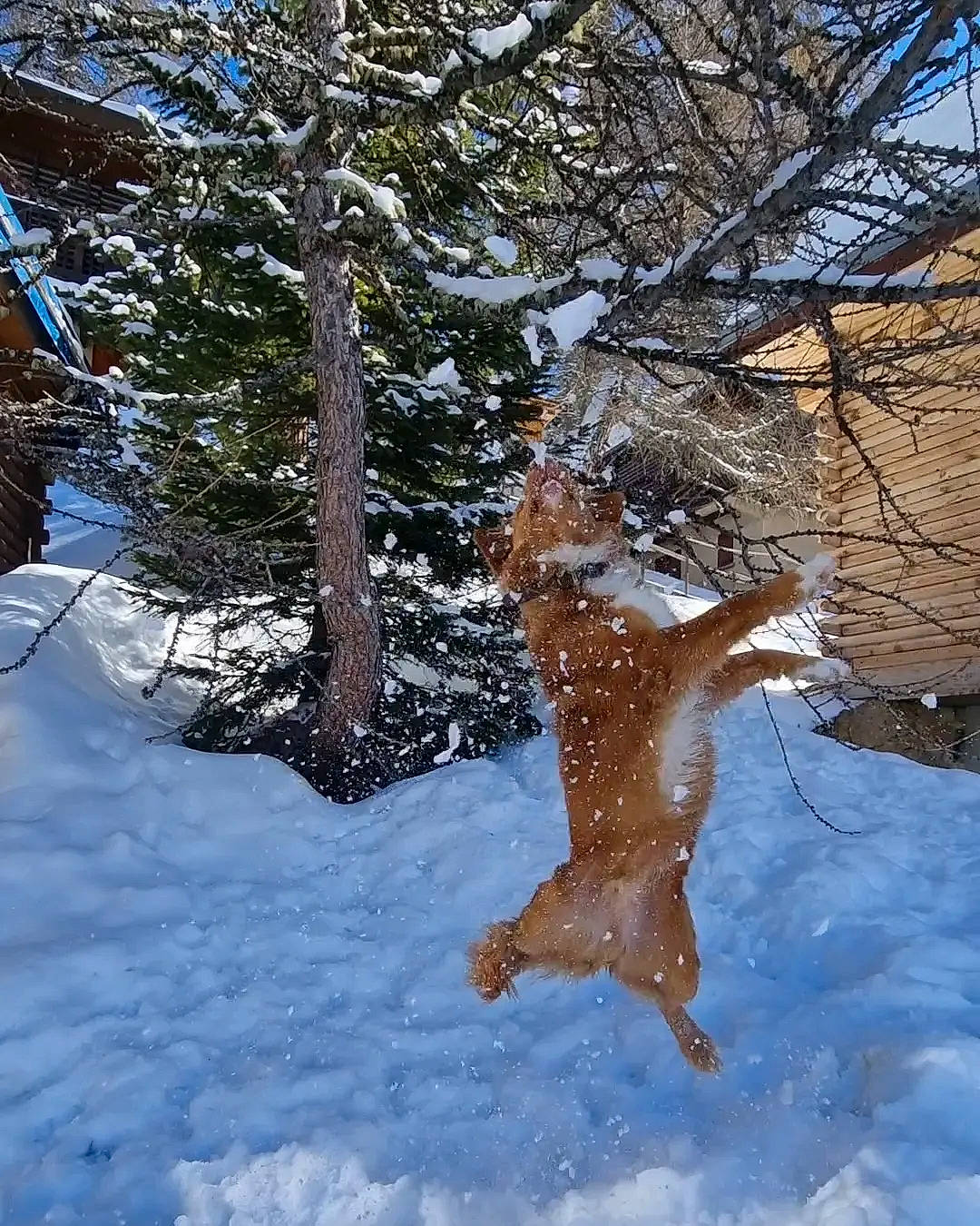 Uisky a rejoint le concours — aidez-le/la à gagner de superbes lots ! branch, conifer, evergreen, fawn, forest, freezing, frost, fur, people_in_nature, plant, snow, tail, tree, trunk, twig, wildlife, winter, wood, woodland, woody_plant