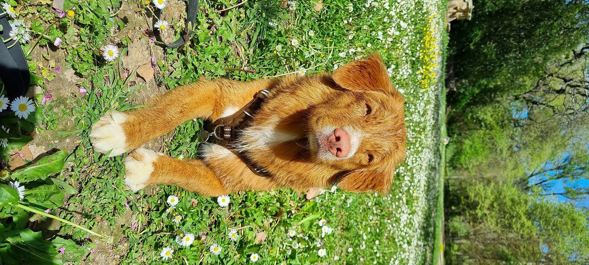 Uisky participe au concours pour gagner de l'argent avec cette photo : big_cats, carnivore, companion_dog, dog_breed, fawn, felidae, flower, fur, grass, lion, liver, paw, plant, small_to_medium_sized_cats, snout, tail, terrestrial_animal, trunk, whiskers, wood