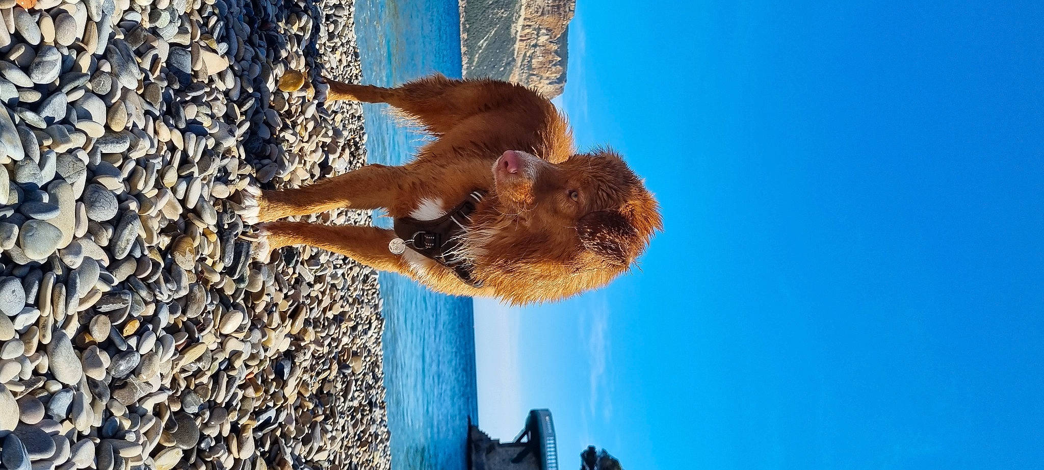 Uisky a rejoint le concours — aidez-le/la à gagner de superbes lots ! barechested, blue, canidae, fawn, fun, fur, happy, leisure, people_in_nature, plant, reflection, shadow, sky, sporting_group, tail, tree, trunk, water, wildlife, wood