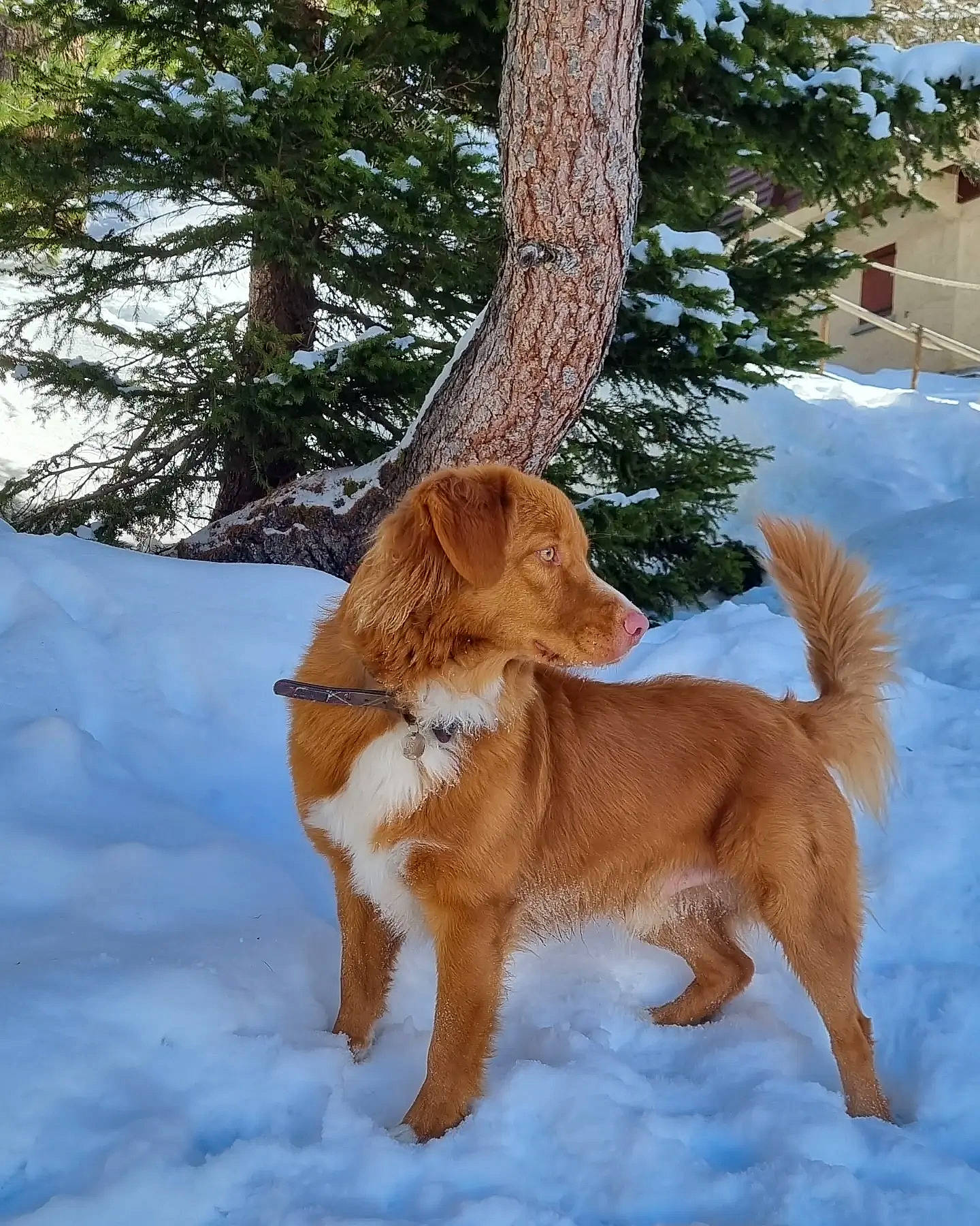 Uisky participe au concours pour gagner de l'argent avec cette photo : carnivore, companion_dog, dog, dog_breed, fawn, freezing, fur, gun_dog, liver, paw, playing_in_the_snow, pointing_breed, retriever, snout, snow, sporting_group, tail, tree, winter, working_animal