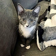 Hermione joined the competition — help win amazing prizes! kitten, cat, gray_cat, white_paws, white_chest, couch, blanket, indoor, pet, curious, young_cat, feline, whiskers, ears, tail, soft_texture, cozy, looking_up, animal, domestic_pet