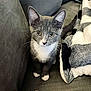 kitten, cat, gray_cat, white_paws, white_chest, couch, blanket, indoor, pet, curious, young_cat, feline, whiskers, ears, tail, soft_texture, cozy, looking_up, animal, domestic_pet