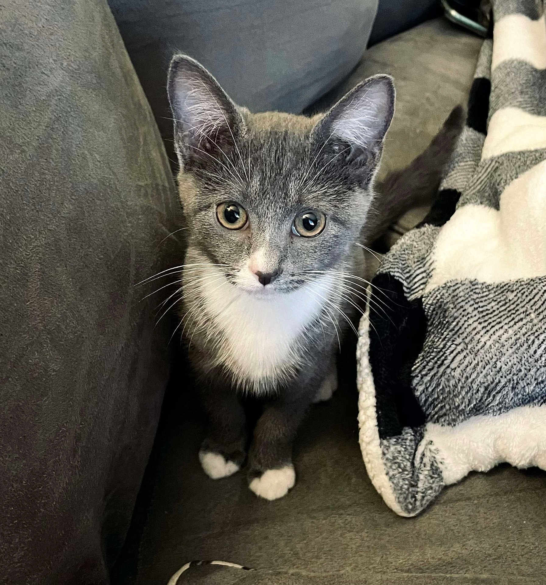 Hermione joined the competition — help win amazing prizes! kitten, cat, gray_cat, white_paws, white_chest, couch, blanket, indoor, pet, curious, young_cat, feline, whiskers, ears, tail, soft_texture, cozy, looking_up, animal, domestic_pet