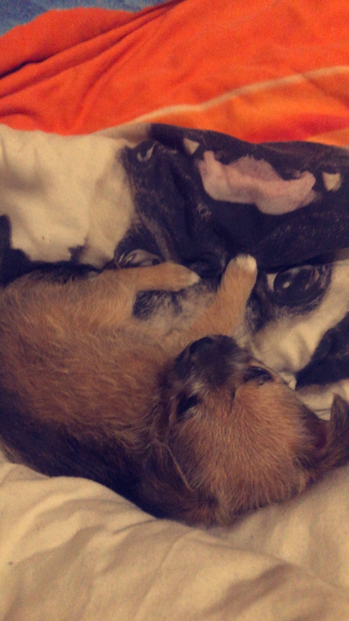 Lillie is registered to the contest to win money with this photo: bedtime, carnivore, cloud, comfort, companion_dog, dog, dog_breed, fawn, fur, linens, liver, nap, paw, puppy, sleep, snout, square, tail, whiskers, working_animal