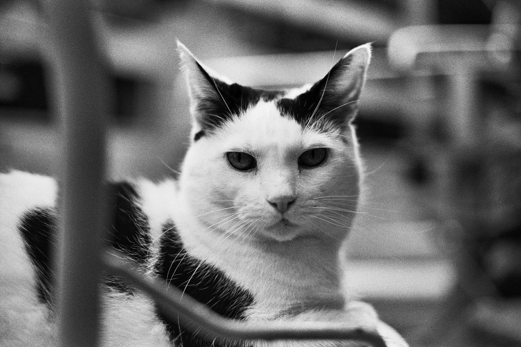 Max joined the competition — help win amazing prizes! black_and_white, carnivore, cat, domestic_short_haired_cat, eye, felidae, fur, monochrome, monochrome_photography, photography, small_to_medium_sized_cats, snout, style, terrestrial_animal, whiskers, wildlife