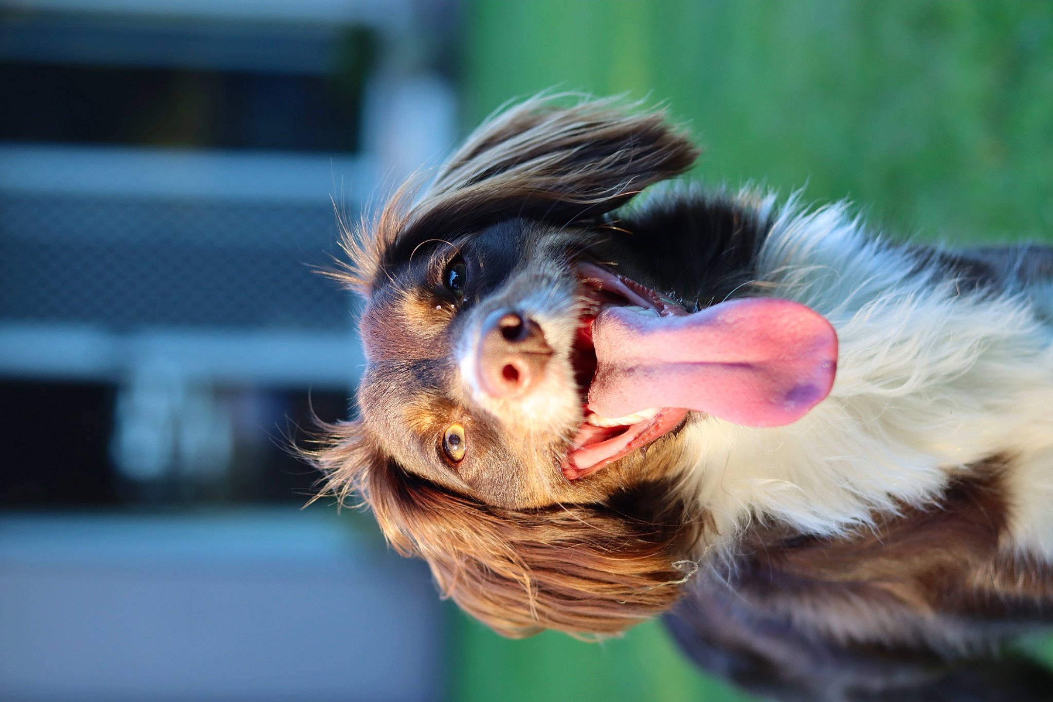 Winnie joined the competition — help win amazing prizes! beak, canidae, companion_dog, dog_breed, fur, grass, happy, primate, snout, sporting_group, tail, terrestrial_animal, tree, whiskers, wildlife, wing, yawn