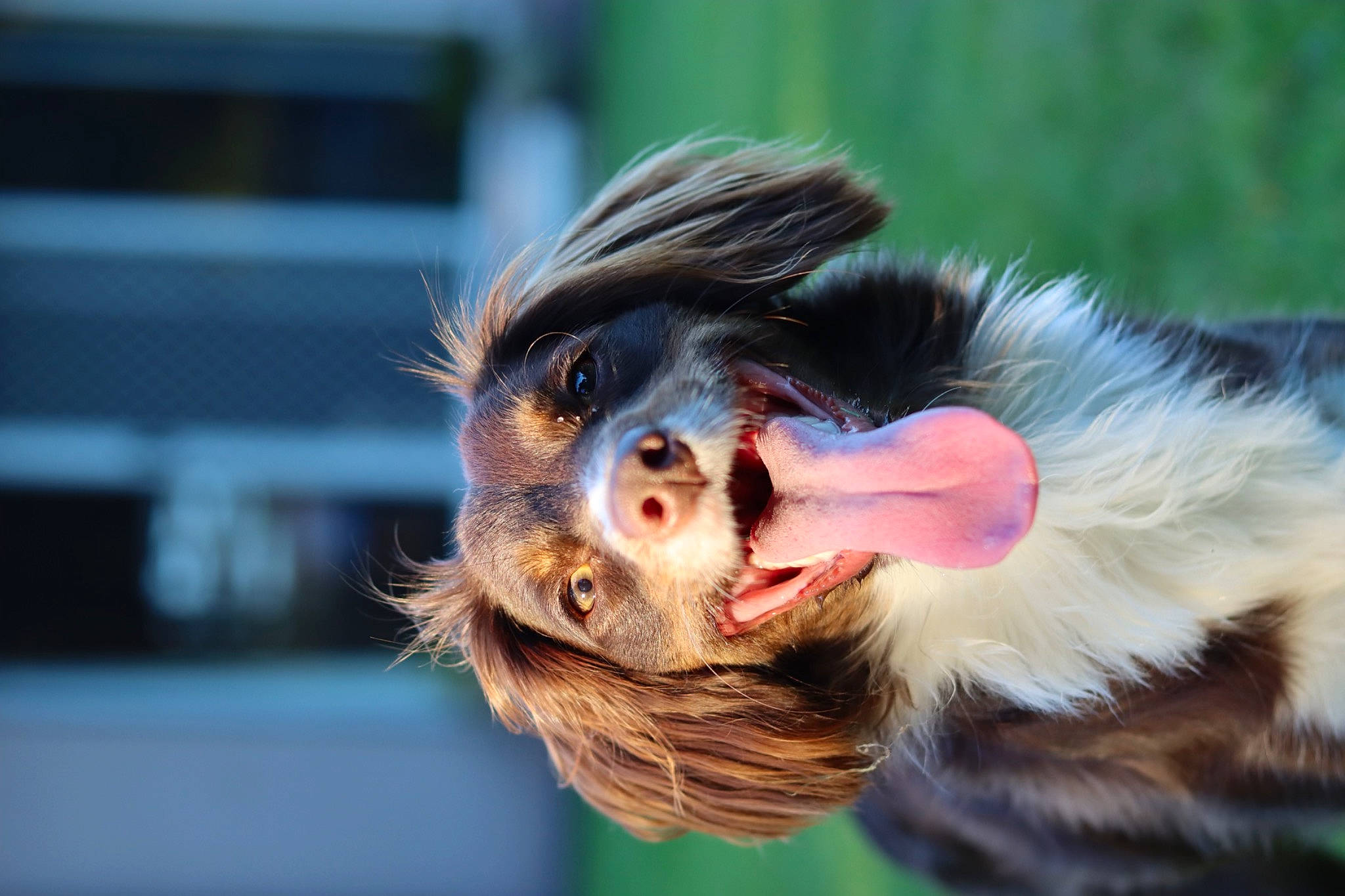 Winnie is registered to the contest to win money with this photo: canidae, companion_dog, dog_breed, fang, feather, fur, grass, liver, paw, primate, shout, snout, sporting_group, tail, terrestrial_animal, whiskers, wildlife, wing, yawn