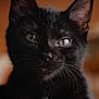 black_cat, close_up, portrait, whiskers, green_eyes, feline, pet, animal, indoor, soft_background, fur, ears, face, cute, domestic_cat, mammal, alert, looking_at_camera, focused, natural_light