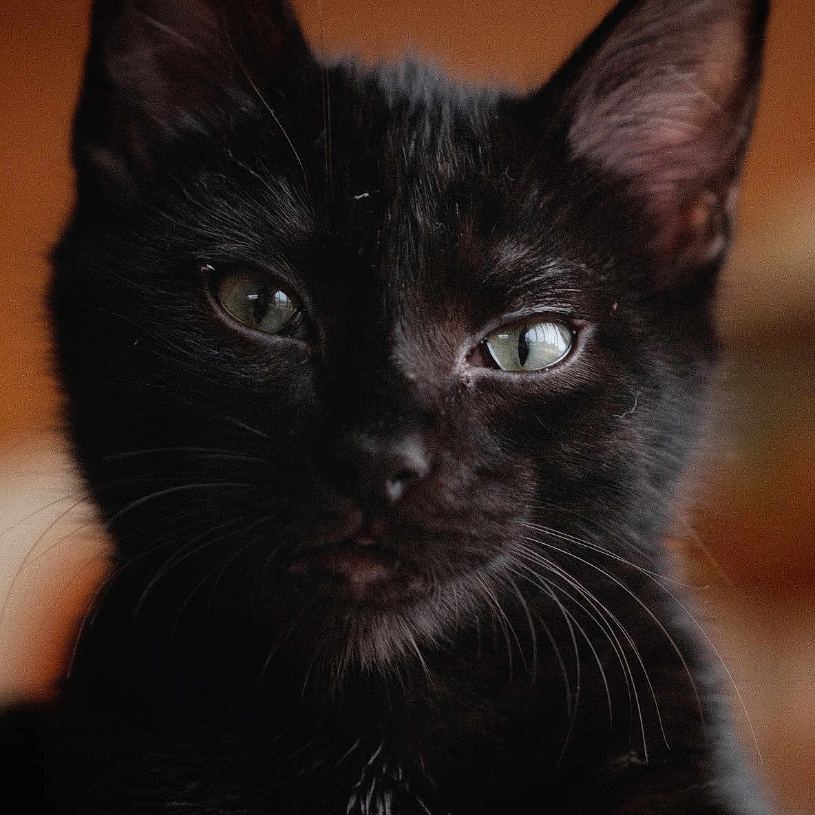 Skitty participe au concours pour gagner de l'argent avec cette photo : alert, animal, black_cat, close_up, cute, domestic_cat, ears, face, feline, focused, fur, green_eyes, indoor, looking_at_camera, mammal, natural_light, pet, portrait, soft_background, whiskers