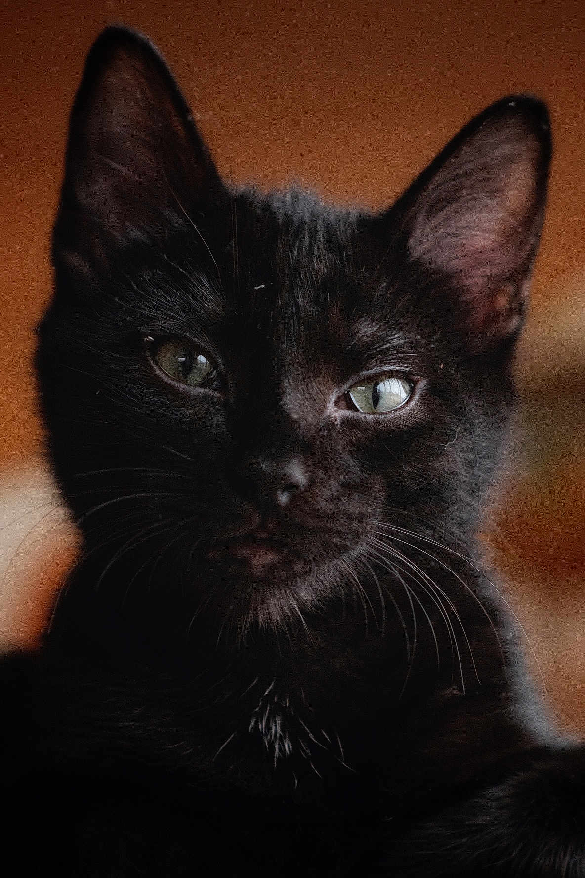 Skitty participe au concours pour gagner de l'argent avec cette photo : black_cat, close_up, portrait, whiskers, green_eyes, feline, pet, animal, indoor, soft_background, fur, ears, face, cute, domestic_cat, mammal, alert, looking_at_camera, focused, natural_light