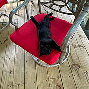 Salem joined the competition — help win amazing prizes! cat, black_cat, chair, cushion, red_cushion, wooden_floor, porch, metal_chair, relaxing, animal, pet, feline, sleeping, resting, outdoor, daylight, nature, greenery, wood_planks, comfort